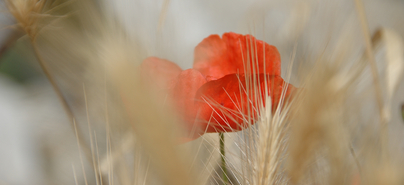 Mohnblume im Kornfeld