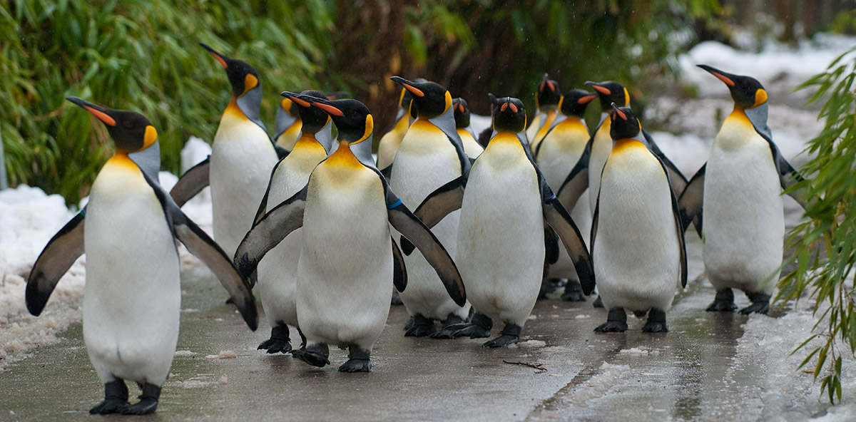 Pinguini allo zoo